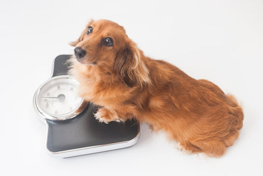 愛犬の肥満度チェックつき。肥満による健康リスクと予防のポイント