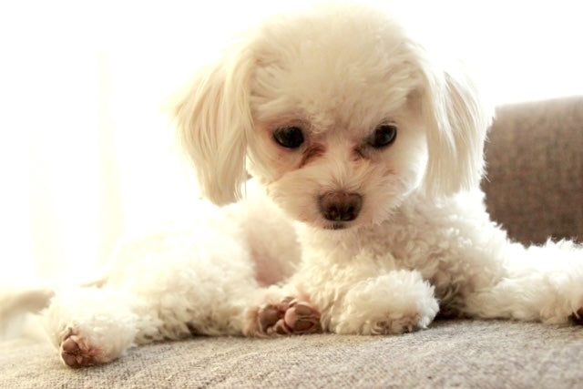 犬の涙やけは皮膚炎の原因に?原因と対策・すっきり消すケア方法