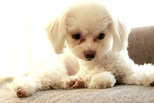 犬の涙やけは皮膚炎の原因に?原因と対策・すっきり消すケア方法