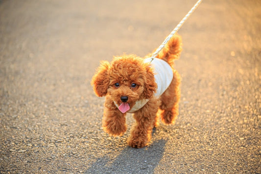 犬の歩き方がおかしいと感じたら|原因と病院へ行くべきケースの見分け方