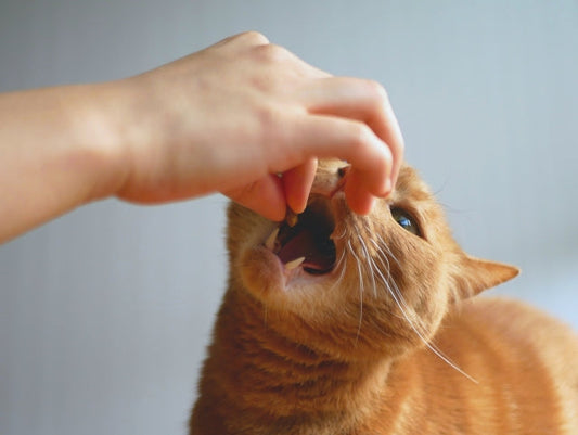 猫が薬を飲まない|嫌がらずに薬を飲ませるコツと工夫