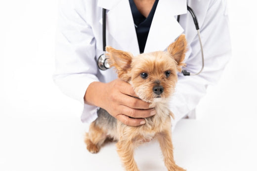 犬の健康診断は何歳から必要?検査費用や項目など徹底解説