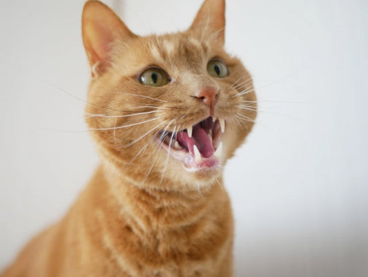 猫の夜泣きが止まらない!原因を年齢別に徹底解説|今すぐできる対策と病院へ行くべきサイン
