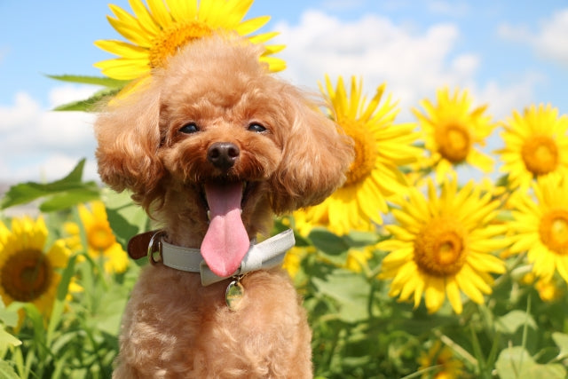 犬の紫外線対策|目や皮膚への影響と日常でできるケア方法を解説