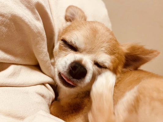 犬の乾燥肌を防ぐには?原因と注意点、保湿ケアのポイントを徹底解説