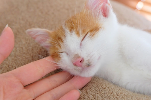 猫の夏の皮膚トラブル:原因・症状・飼い主にできるケアのポイントを解説