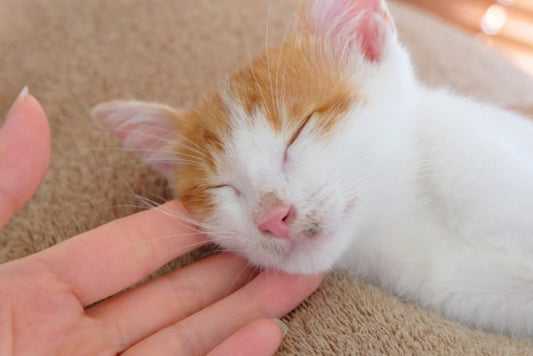 猫の夏の皮膚トラブル:原因・症状・飼い主にできるケアのポイントを解説