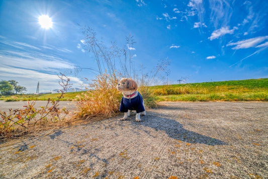 老犬散歩の時間や回数、コースはどうする?注意点とおすすめサプリ