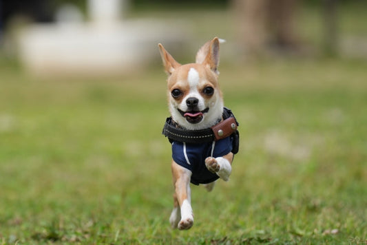 犬のパテラ(膝蓋骨脱臼)の原因と予防法