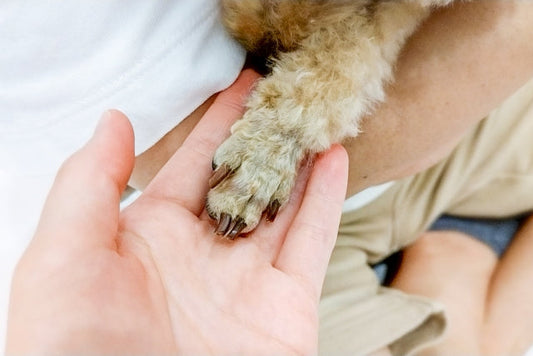 犬は骨折しても痛がらない?見分け方と予防・治療や費用など徹底解説