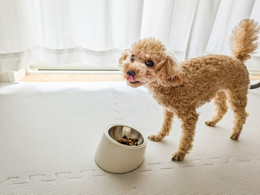 愛犬の関節を守る食べ物とは?負担を減らす食生活のポイント