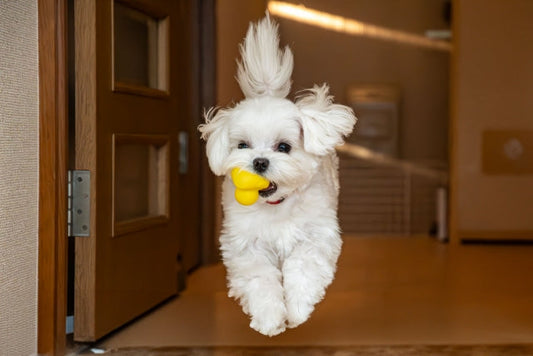犬の関節ケアは室内環境が鍵!負担を減らす工夫と快適な暮らし方