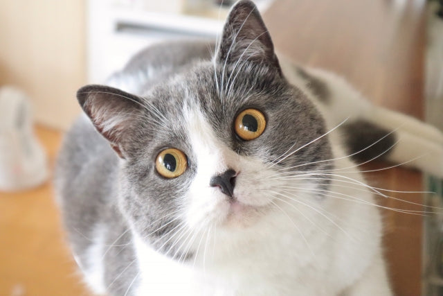 猫の関節炎の原因と予防法|サプリメントによる対策も