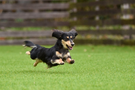 犬のヘルニアを徹底解説!症状・原因・治療法と予防のポイント