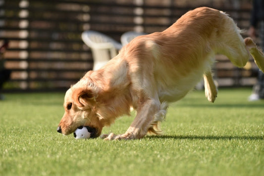 大型犬の関節トラブル|原因と症状・日常でできる予防&ケア方法