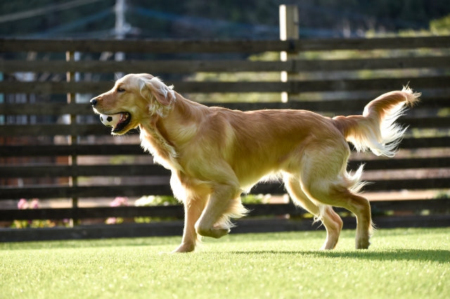 犬の変形性関節症とは?原因と症状・予防方法を解説