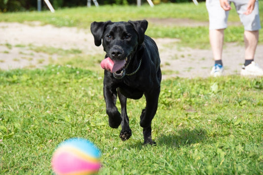 犬の膝蓋骨脱臼(パテラ)とは?症状・グレードと治療法・費用まで徹底解説
