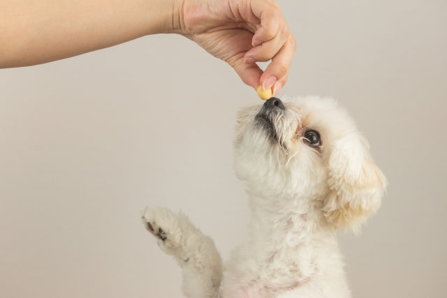 犬にサプリは必要?何歳から?はじめるタイミングと選び方のポイント