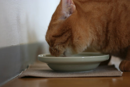 高齢の猫がご飯を食べないのはなぜ？原因とすぐできる対処法を解説