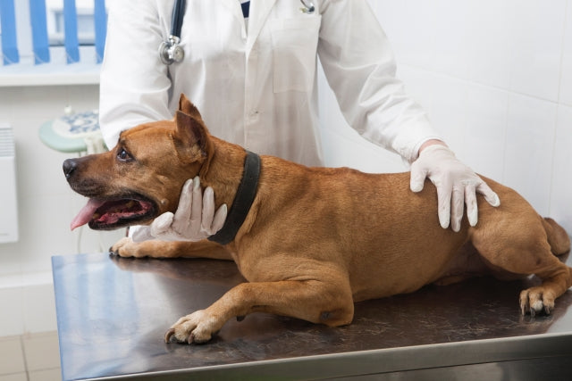 愛犬が「てんかん」かも？発作の症状と原因、緊急時の対処法をわかりやすく解説