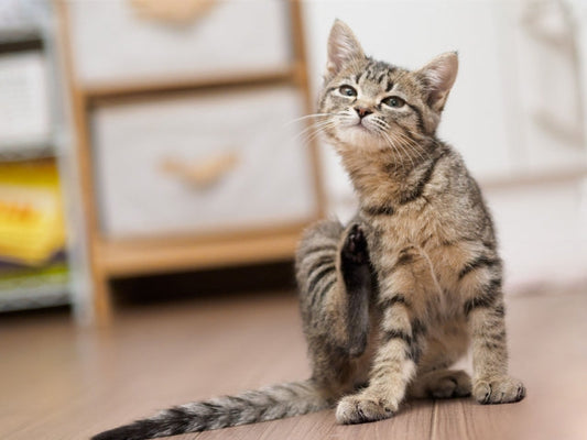 猫の皮膚に赤いできものが！考えられる原因と受診前の準備・ケア方法