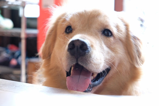 犬の腎臓病の食事完全ガイド【上級編】食べない時の対策・療法食の選び方・手作りレシピまで