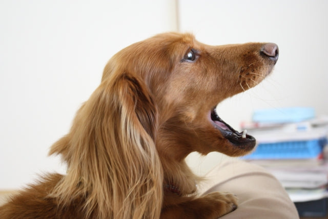 老犬の夜泣き、もう悩まない。原因と今日からできる優しい対処法を解説