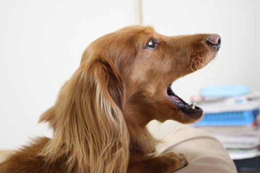 老犬の夜泣き、もう悩まない。原因と今日からできる優しい対処法を解説