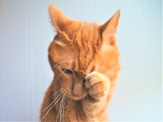 猫のかさぶたは病気のサイン？原因や病院へ行くべき症状、自宅でのケア方法を解説