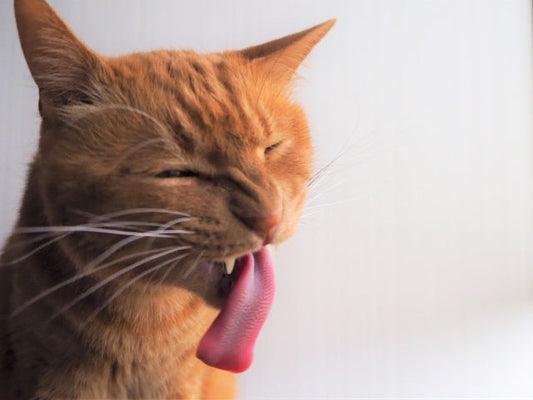 猫が黄色い液体を吐くのはなぜ？原因と緊急度の見分け方、家庭での予防策を解説