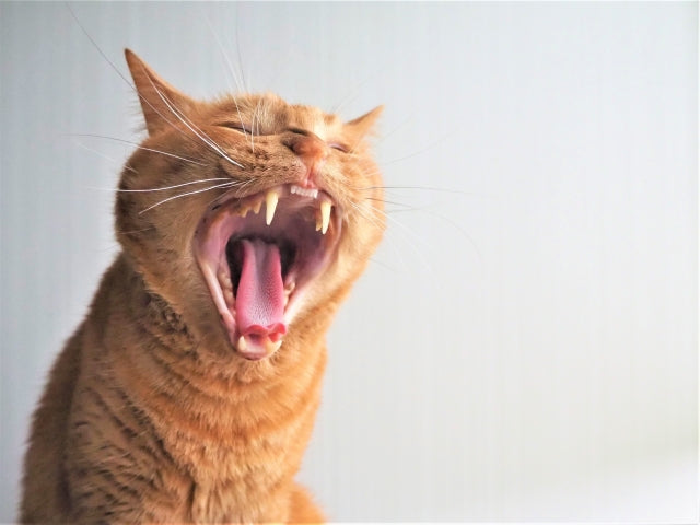 猫の歯が抜ける原因は？子猫と成猫・老猫の違いや対処法を解説