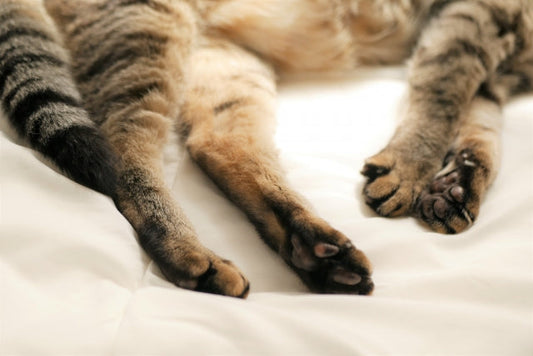 高齢猫の後ろ足に力が入らない原因は？病院へ行くべきサインと自宅でのケア方法