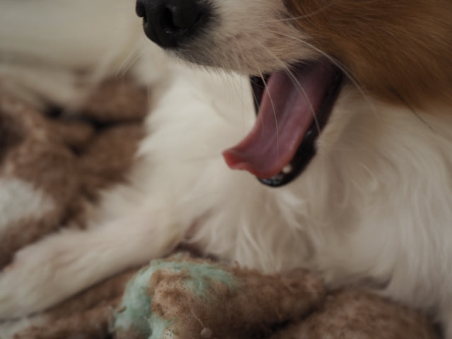 老犬が吐く原因とは？嘔吐と吐出の違いや危険なサイン、長期的なケア方法を解説