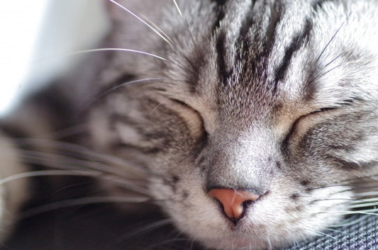 愛猫の口元が気になる？猫の口内炎のサインと家庭でできるケア・サポート