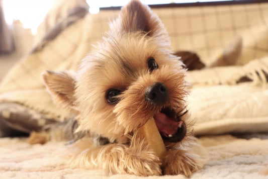 犬がご飯を食べないのにおやつは食べる！考えられる原因と優しい対処法
