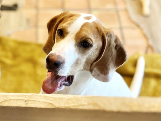 犬の息が荒い・呼吸が速い原因は？病院へ行くべき危険なサインと自宅での対処法