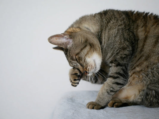 猫の真菌（カビ）の初期症状は？脱毛やフケに気づいた時の対処法とケア