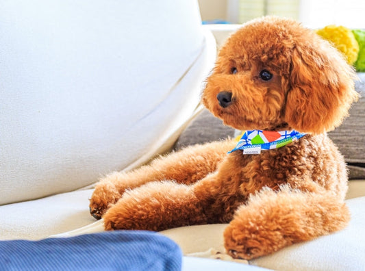 犬のクッシング症候群とは？症状・余命・治療費や食事ケアを総まとめ