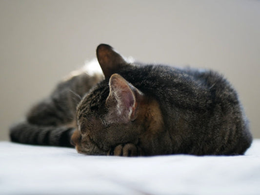 老猫の背骨がゴツゴツしてきたら？老化と病気の見分け方・ケア方法を解説