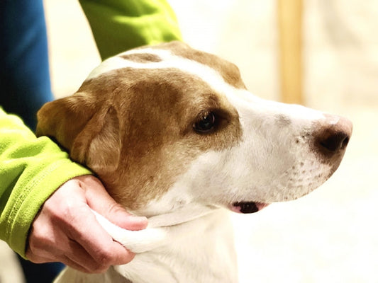 愛犬のかさぶたは皮膚がん？病院へ行く目安と家庭でできるケア方法