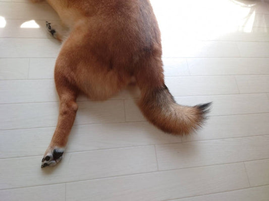 犬のヘルニアの治る確率は？症状グレード別の回復率と治療法・ケア方法