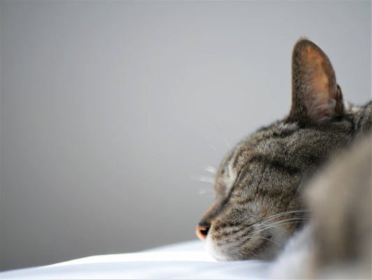 高齢猫がごはんを食べない原因と対処法｜受診の目安と自宅でできるケア