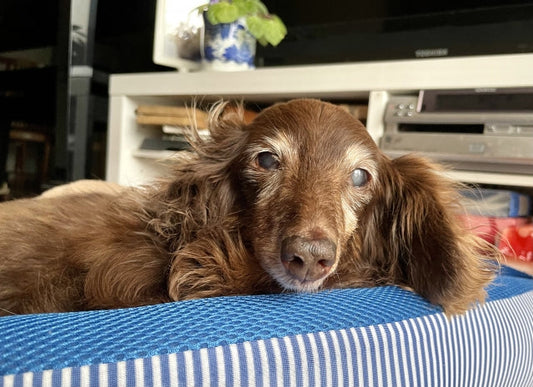 愛犬の認知症ケアは食事から。脳の健康維持に役立つ栄養素と食べさせ方の工夫