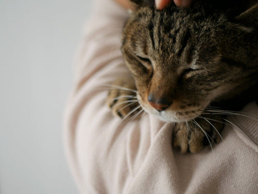 猫の高齢期は何歳から？7歳からの老化サインと飼い主ができるケア