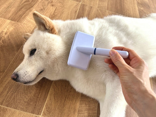 犬の毛が抜けて皮膚が見えるのは病気？原因と見分け方、対策を解説