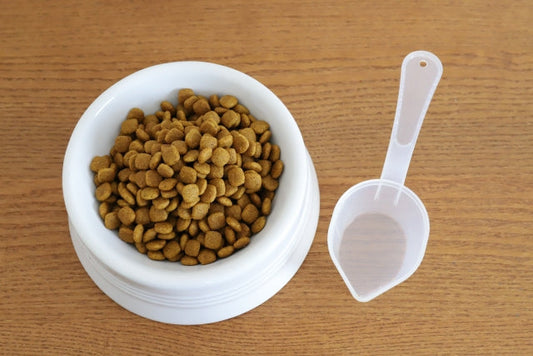 犬の食事回数は1日に何回がベスト？子犬・成犬・老犬のライフステージ別に解説