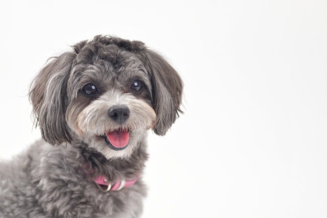 犬の健康診断の費用はいくら？　年齢別の料金相場から検査内容、準備まで徹底解説