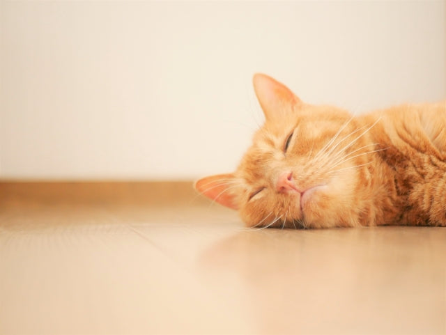 【猫の熱中症】初期症状から応急処置まで｜飼い主が知っておくべき対策