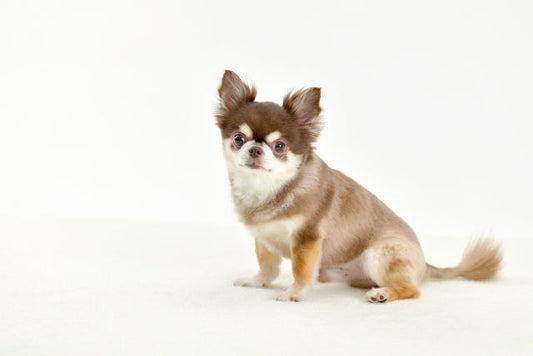 チワワの水頭症｜症状チェックリストと治療法・費用の目安を優しく解説