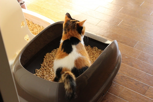 猫の膀胱炎を繰り返さないために｜早期発見のサインと自宅でできる予防・ケア方法